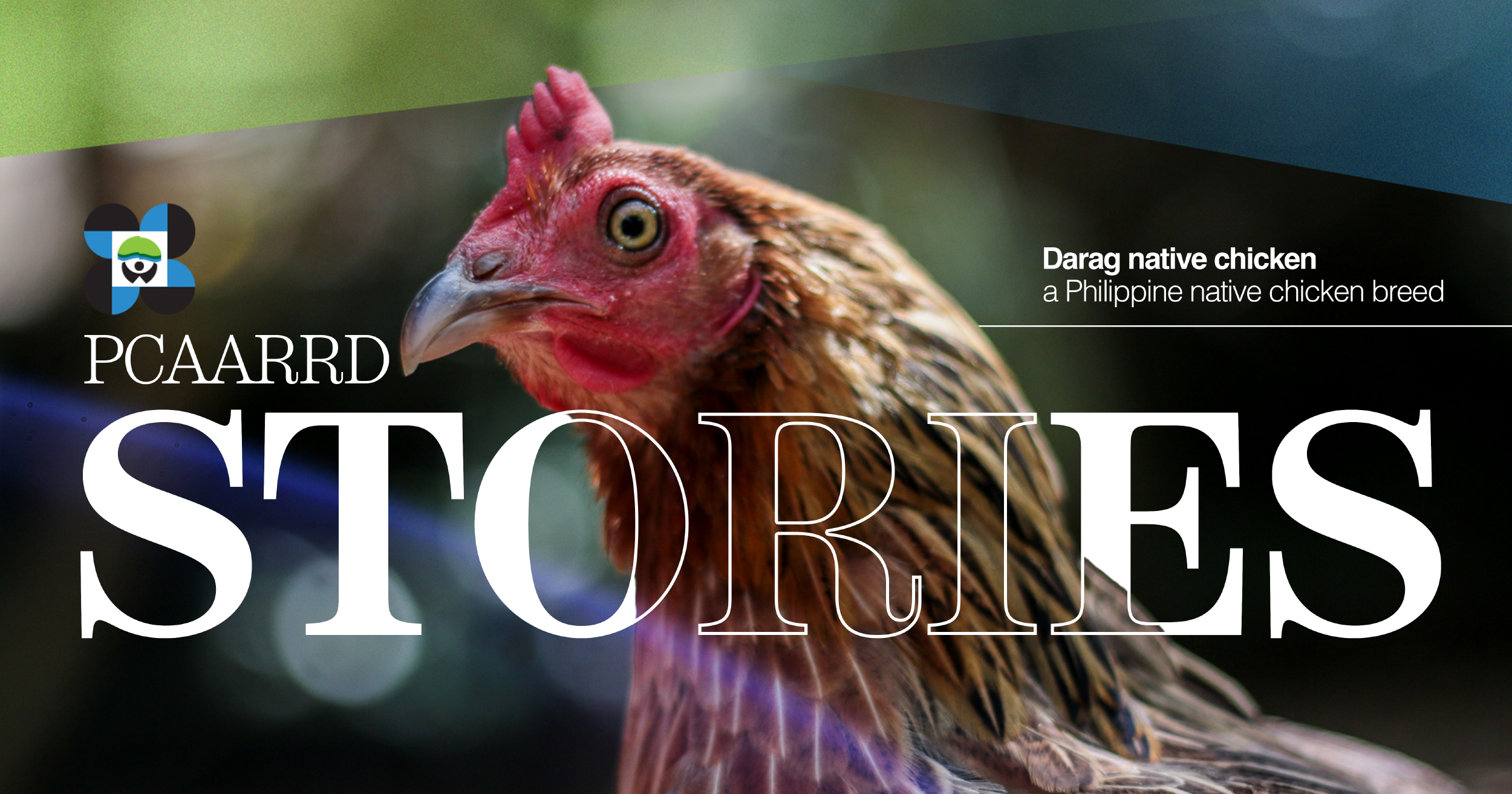 Flavors of Science: How Science created an authentic Ilonggo Flavor—Darag native chicken  